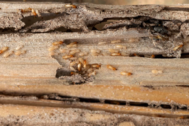 Best Pest Control for Businesses  in Collinsburg, PA